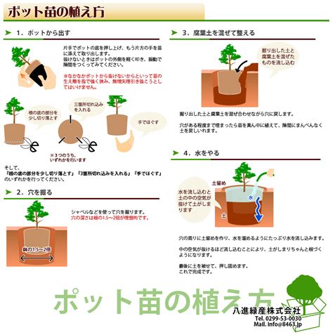 無樹根|樹木の根の特性と植え方